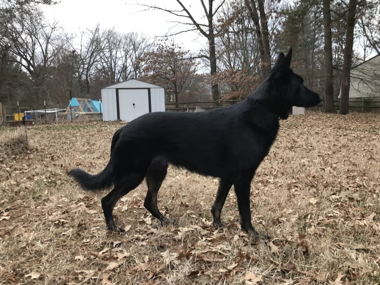 Bruno, a German Shepherd Dog tested with EmbarkVet.com