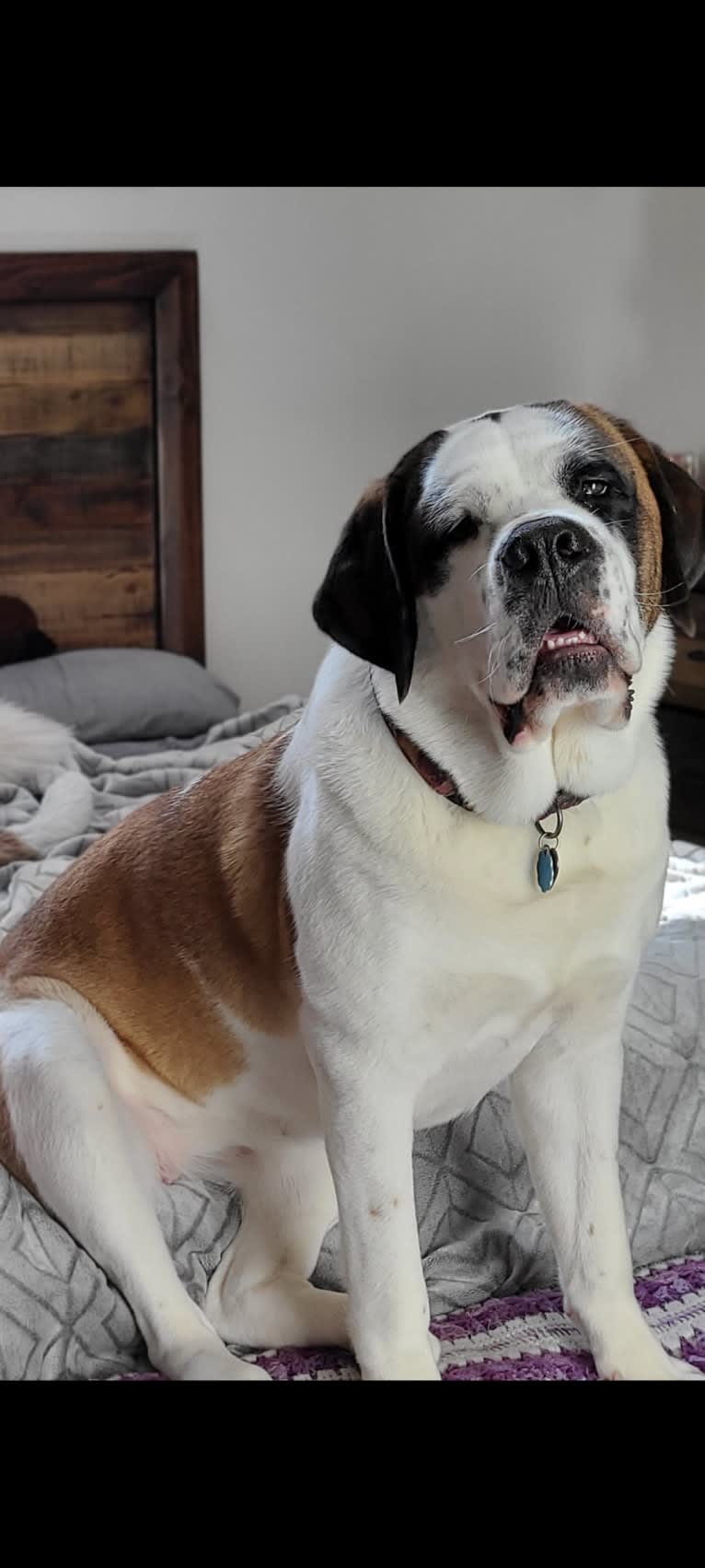 Milhouse "Millie", a Saint Bernard tested with EmbarkVet.com