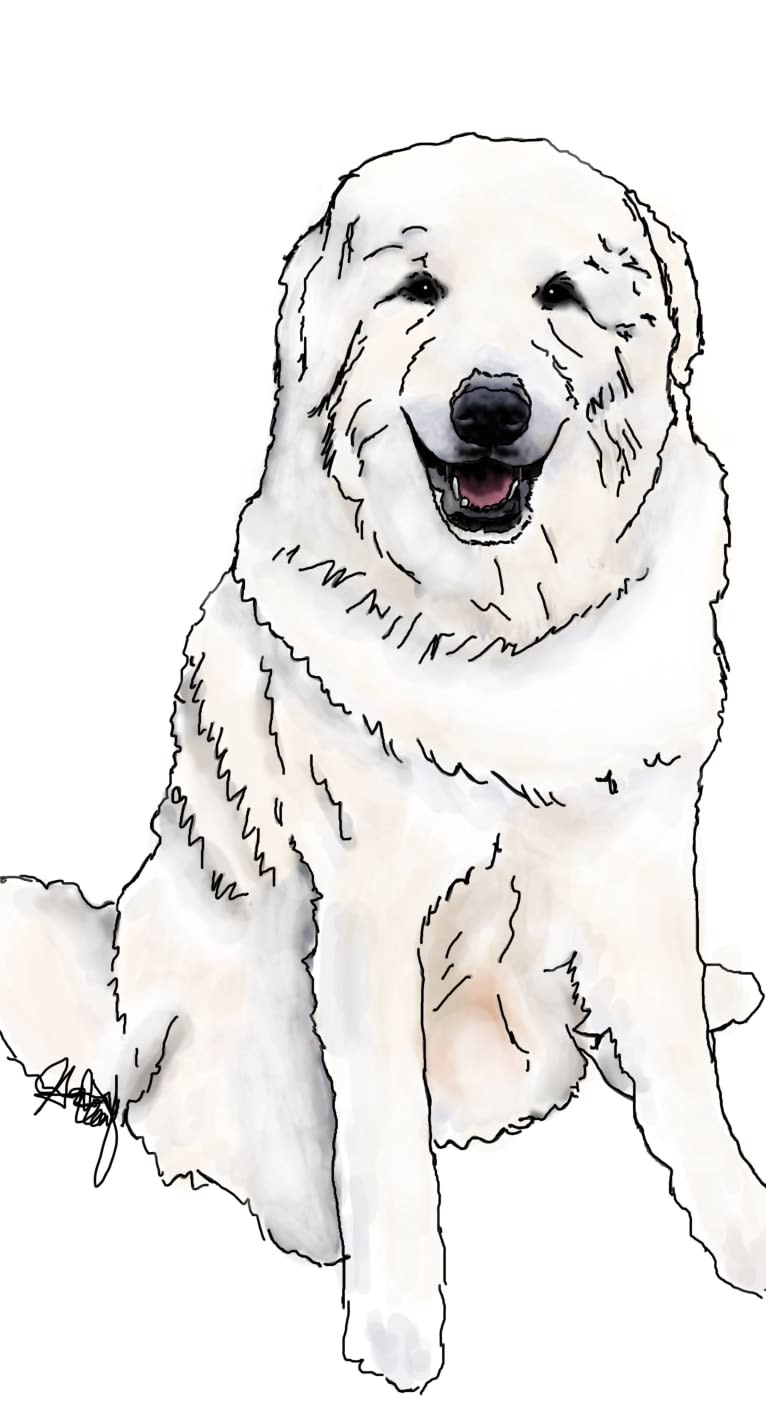 “Loaner” Szumeria’s Mine Till Monday, a Kuvasz tested with EmbarkVet.com