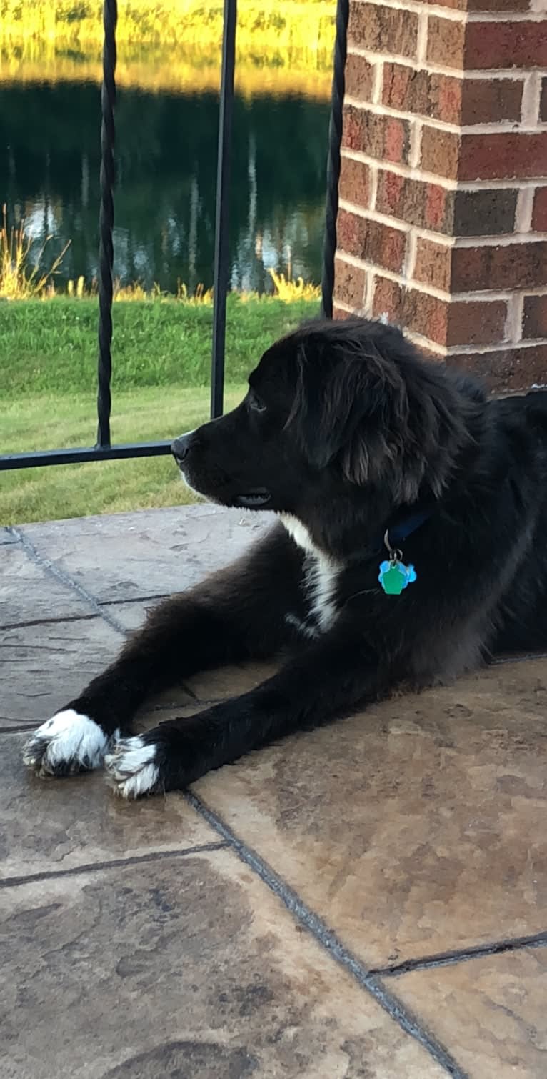 Kodie, a Great Pyrenees and Brittany mix tested with EmbarkVet.com