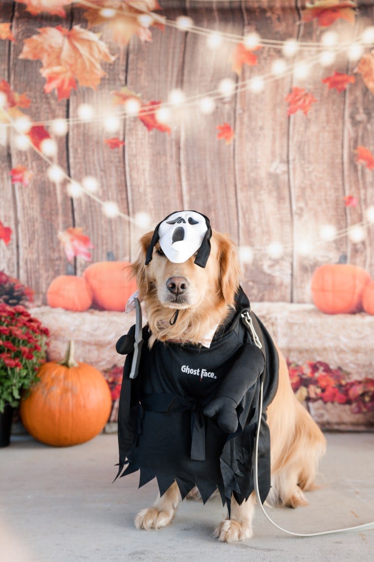 Marley, a Golden Retriever tested with EmbarkVet.com