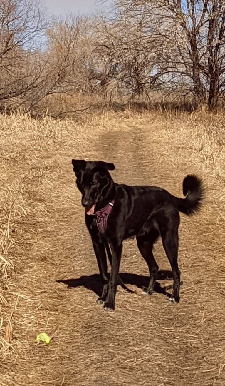 Kodiak, a German Shepherd Dog and Great Pyrenees mix tested with EmbarkVet.com