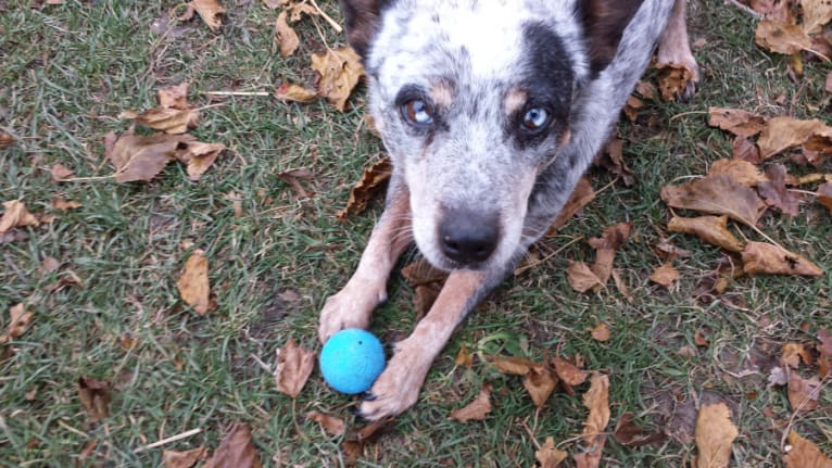 Shadoe, an Australian Cattle Dog tested with EmbarkVet.com