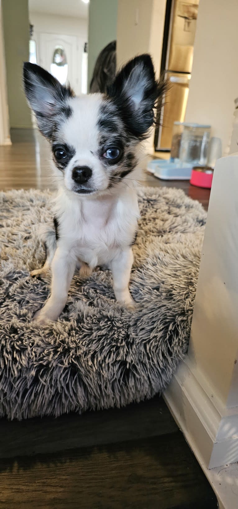 Davinci, a Chihuahua tested with EmbarkVet.com