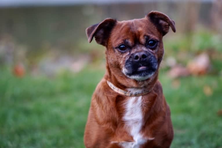 Ralphie, a Shih Tzu and Poodle (Small) mix tested with EmbarkVet.com