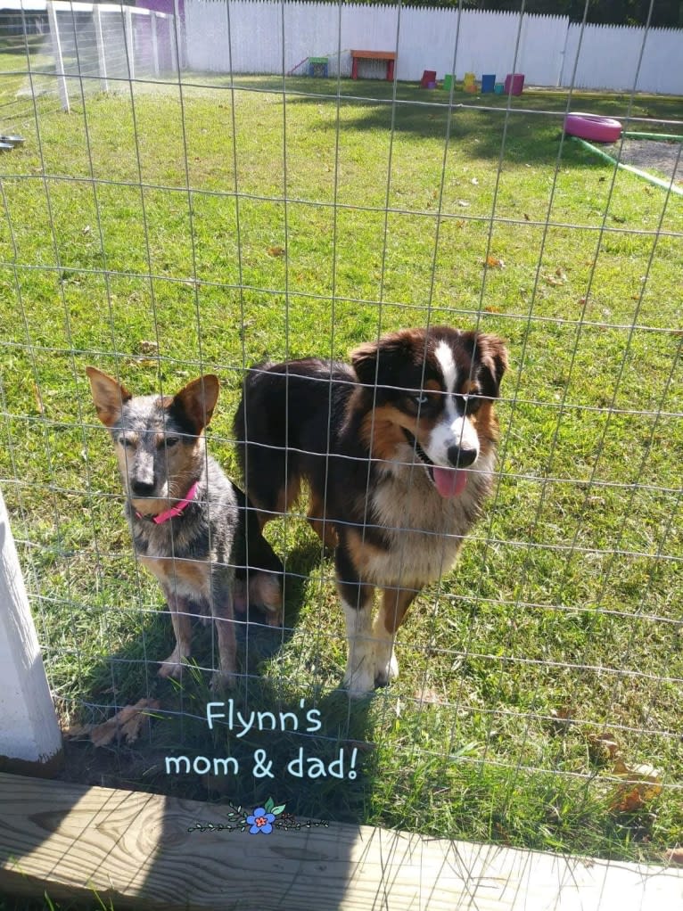 Flynn, an Australian Shepherd and Australian Cattle Dog mix tested with EmbarkVet.com