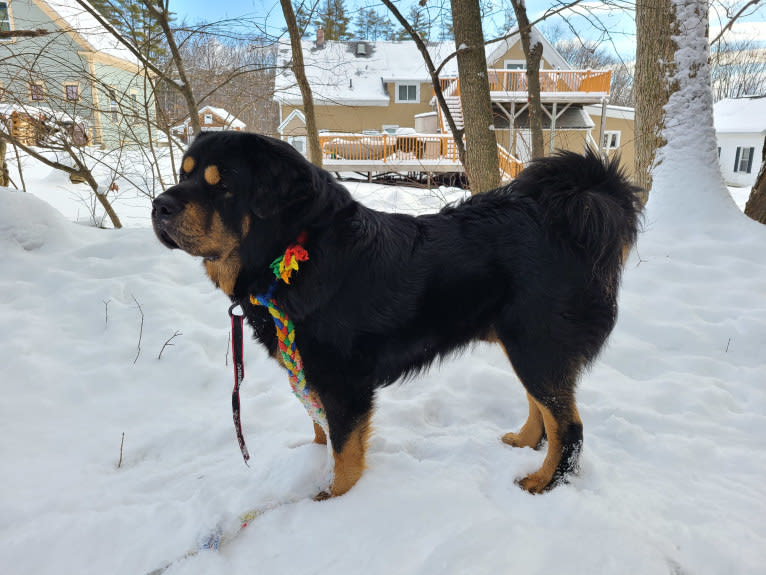 Mordu, a Tibetan Mastiff tested with EmbarkVet.com