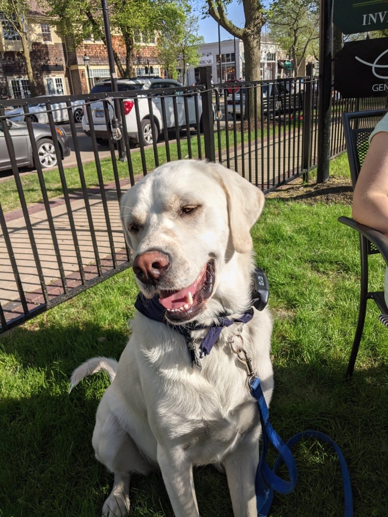 Jack Frost, a Great Pyrenees and Labrador Retriever mix tested with EmbarkVet.com