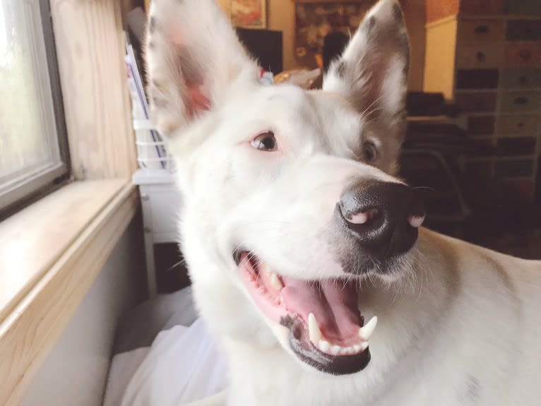 Finn, an Australian Cattle Dog and Australian Shepherd mix tested with EmbarkVet.com