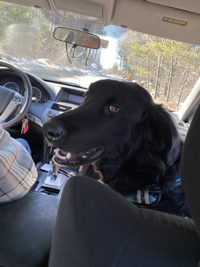 Care Bear Ross, a Labrador Retriever and Australian Cattle Dog mix tested with EmbarkVet.com