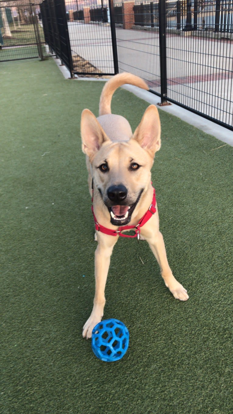 Leo, a Chow Chow and American Pit Bull Terrier mix tested with EmbarkVet.com