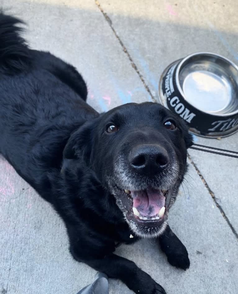 Marlo, a Chinese Shar-Pei and Border Collie mix tested with EmbarkVet.com