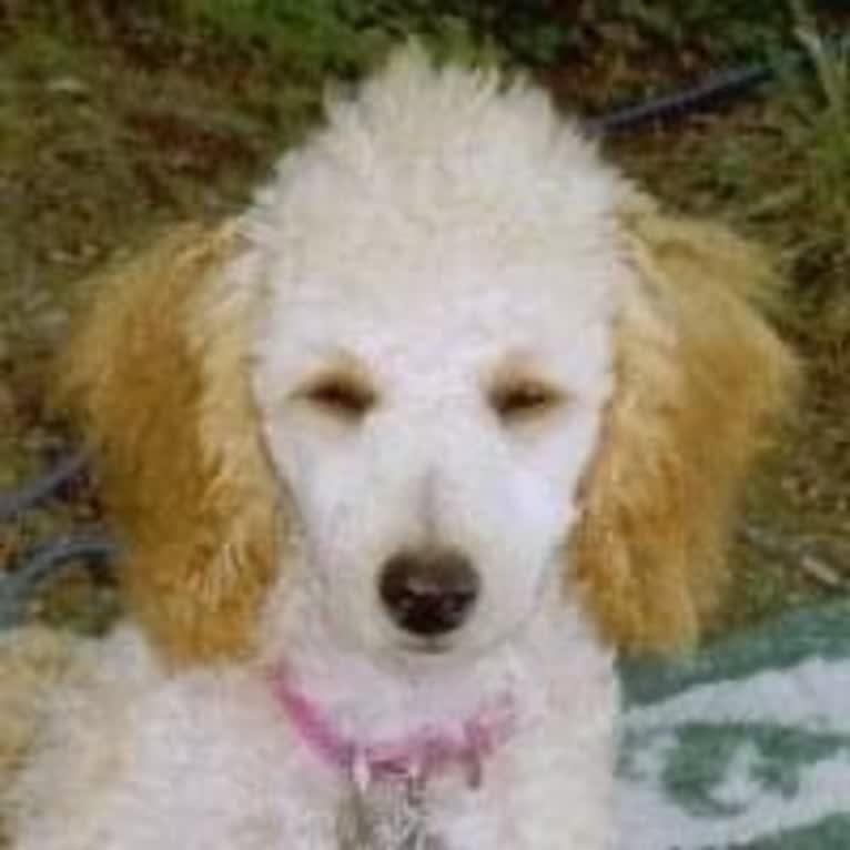 Molly Poodle, a Poodle (Small) tested with EmbarkVet.com