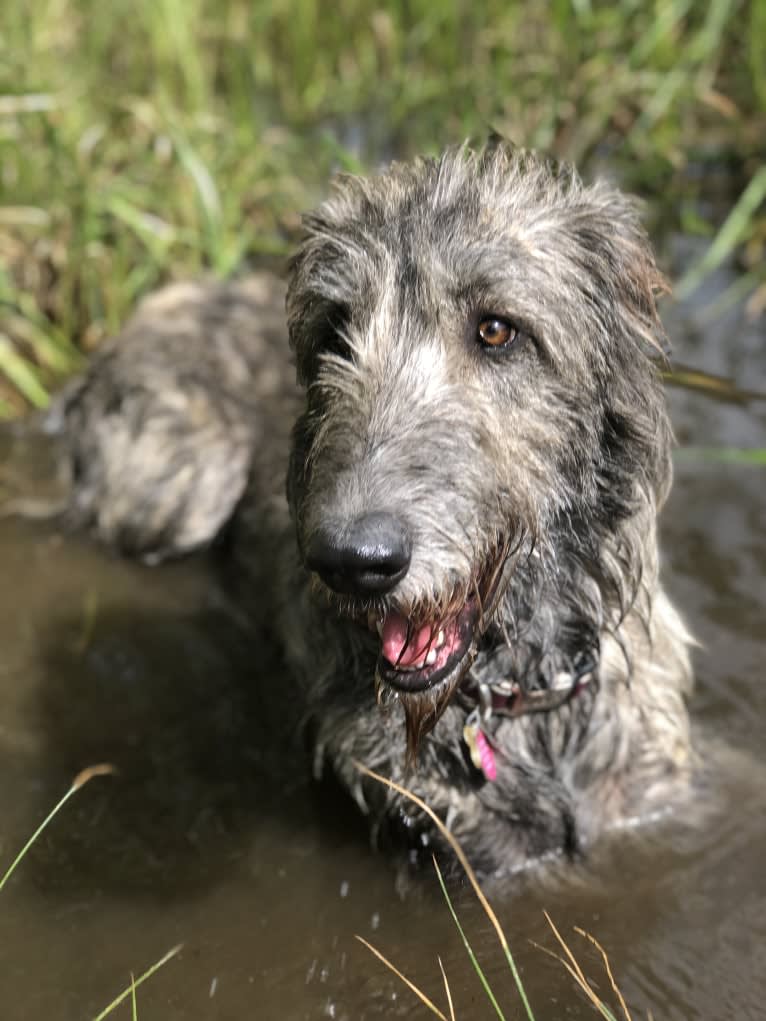 Medb, an Irish Wolfhound tested with EmbarkVet.com