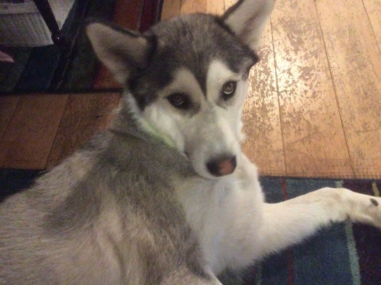 Beowulf, an Alaskan Malamute and Siberian Husky mix tested with EmbarkVet.com