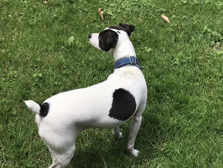 Eddie, a Russell-type Terrier tested with EmbarkVet.com