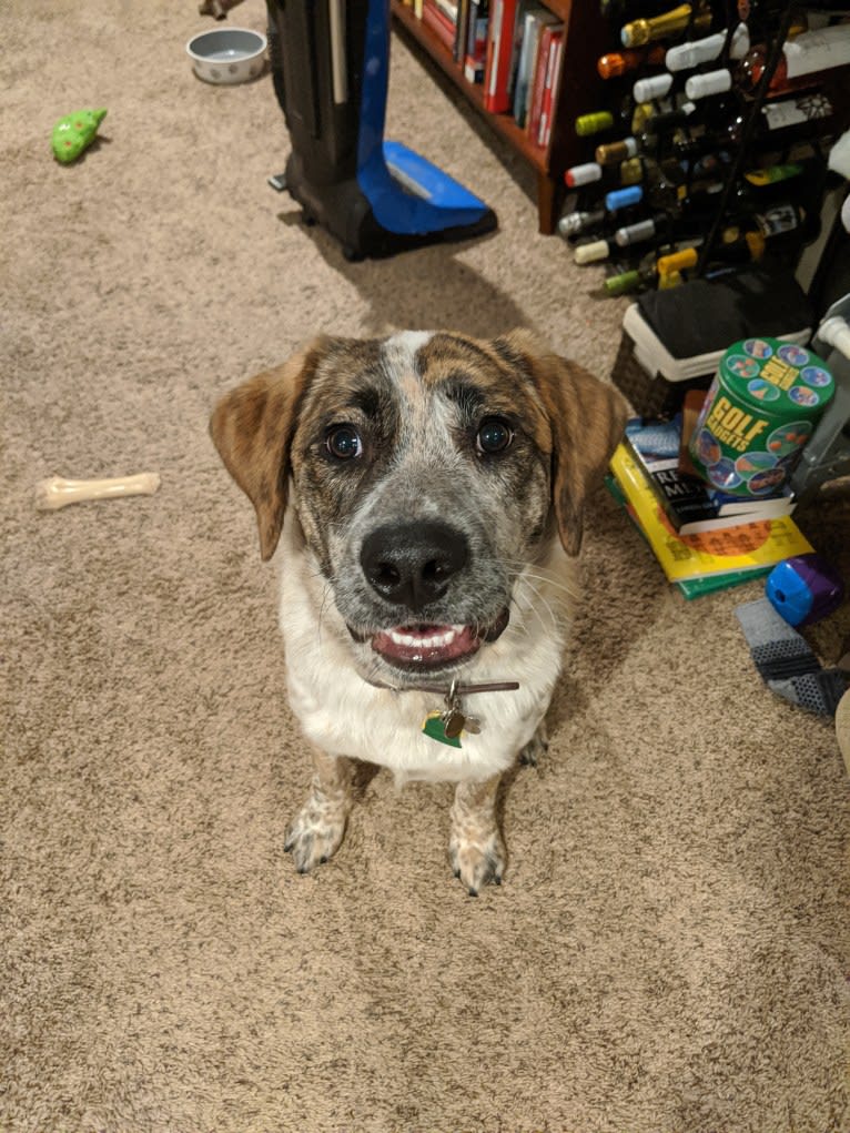 Monty, an Australian Cattle Dog and Labrador Retriever mix tested with EmbarkVet.com