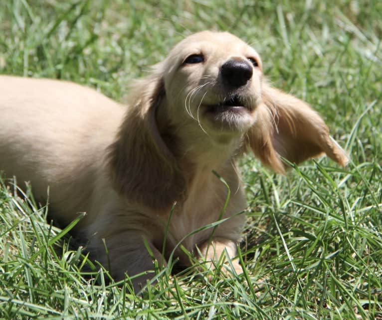 Oliver (Ollie) von Frederick, a Dachshund tested with EmbarkVet.com