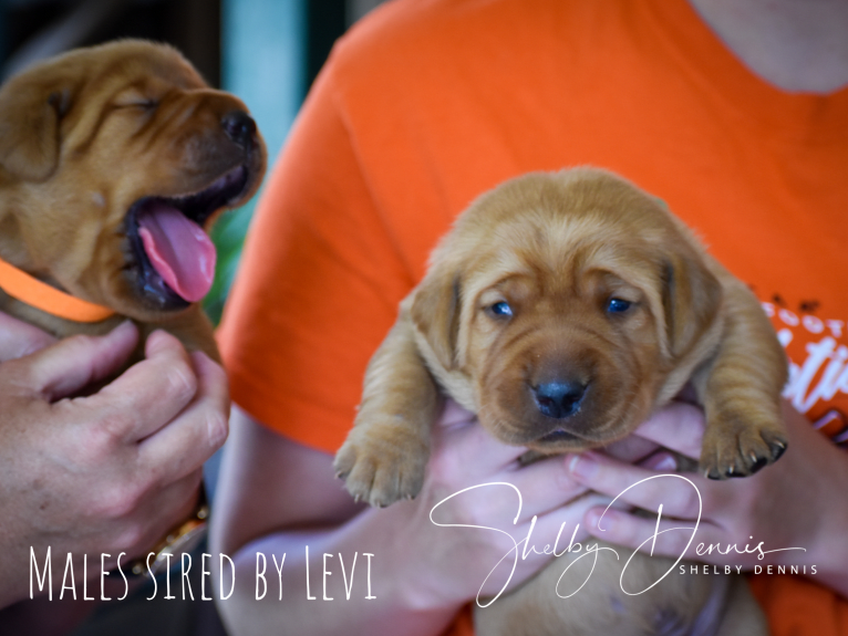 Levi, a Labrador Retriever tested with EmbarkVet.com