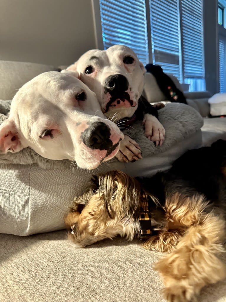 Tiptoe, an American Pit Bull Terrier and Great Pyrenees mix tested with EmbarkVet.com