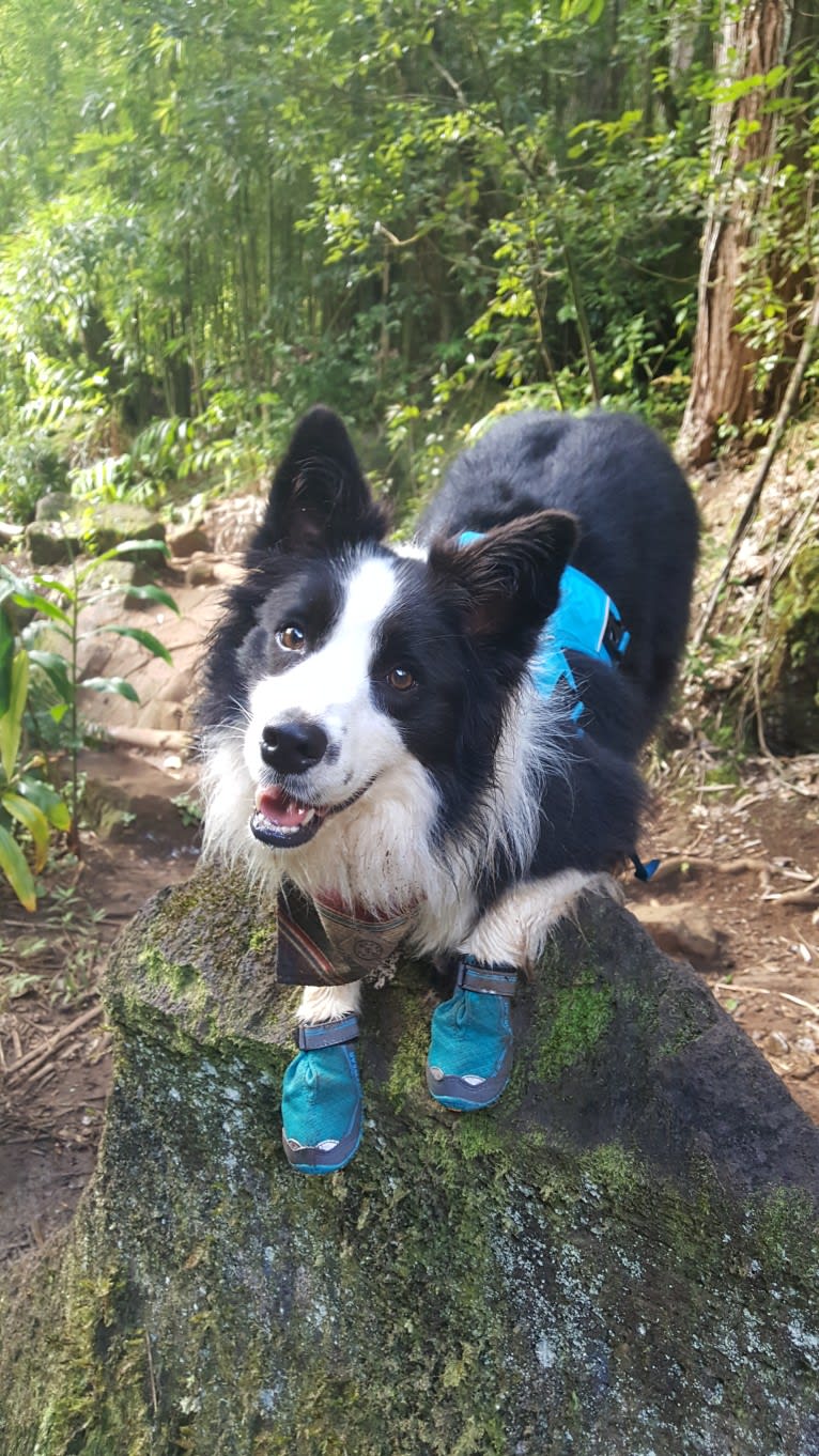 Kida, a Border Collie tested with EmbarkVet.com