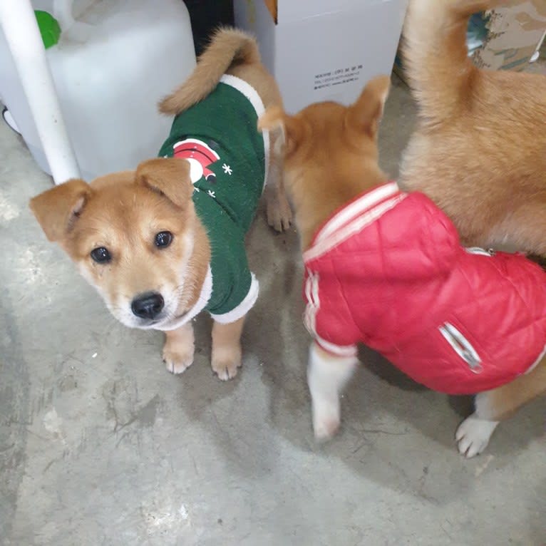 Sowon, a Japanese or Korean Village Dog tested with EmbarkVet.com