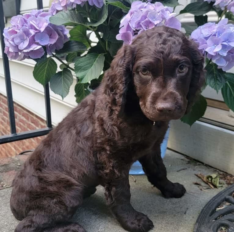 Emerald Jolene Thomas, a Boykin Spaniel tested with EmbarkVet.com