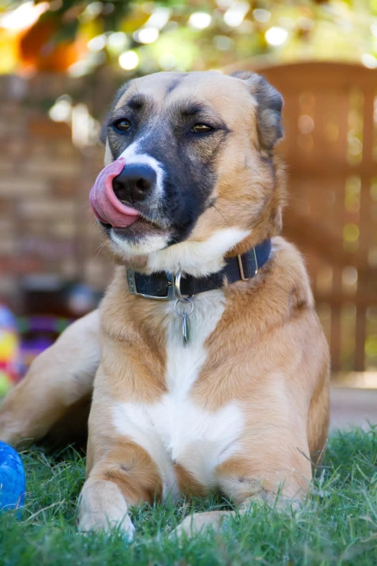 Harley, an American Pit Bull Terrier and Chow Chow mix tested with EmbarkVet.com