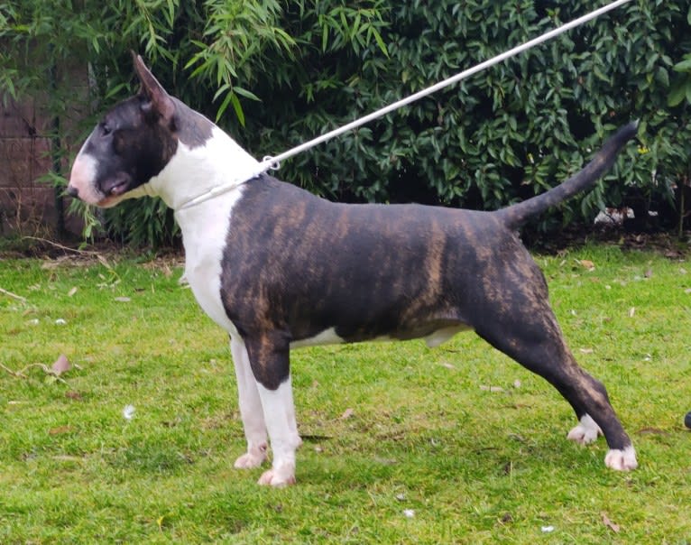 Skylark's Urban Legend, a Bull Terrier tested with EmbarkVet.com