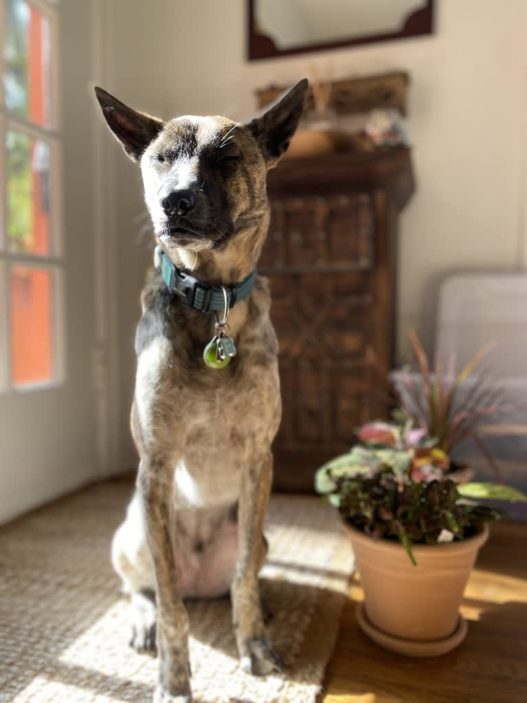 Bodhi, a Southeast Asian Village Dog tested with EmbarkVet.com