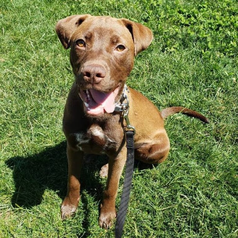 Bonnie, an American Pit Bull Terrier and Labrador Retriever mix tested with EmbarkVet.com