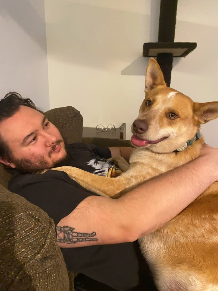 Lou, an Australian Cattle Dog and Australian Shepherd mix tested with EmbarkVet.com