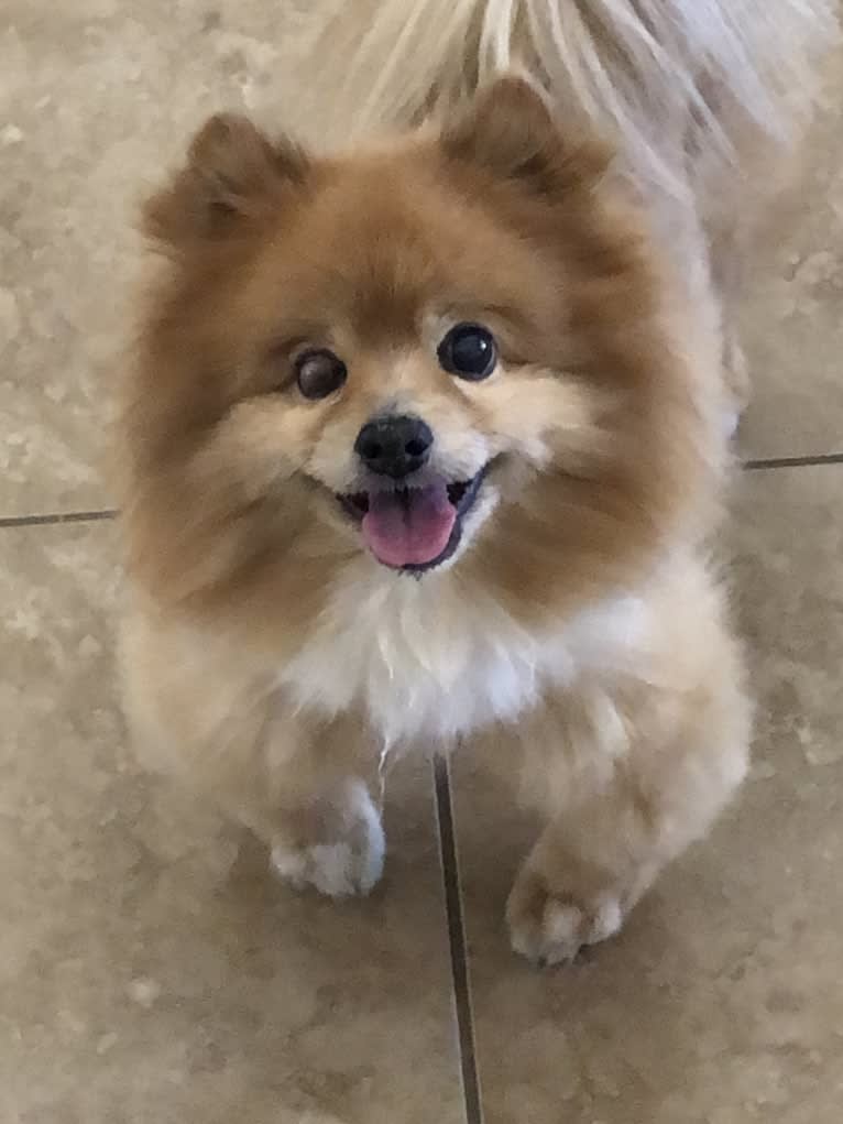 Teddy, a Pomchi (8.9% unresolved) tested with EmbarkVet.com