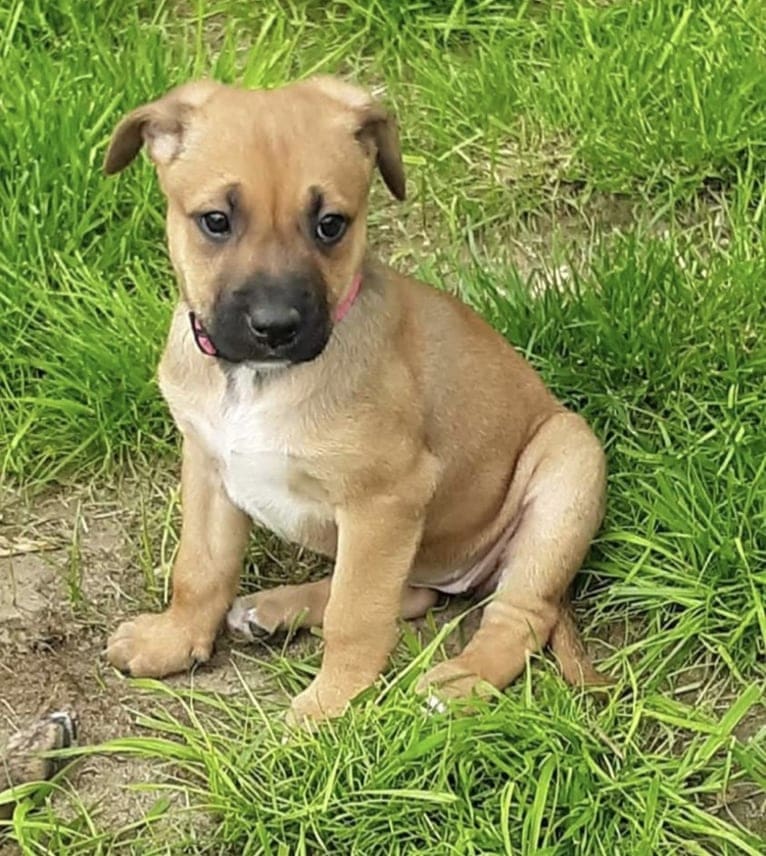 Piper, an American Pit Bull Terrier and Dutch Shepherd mix tested with EmbarkVet.com