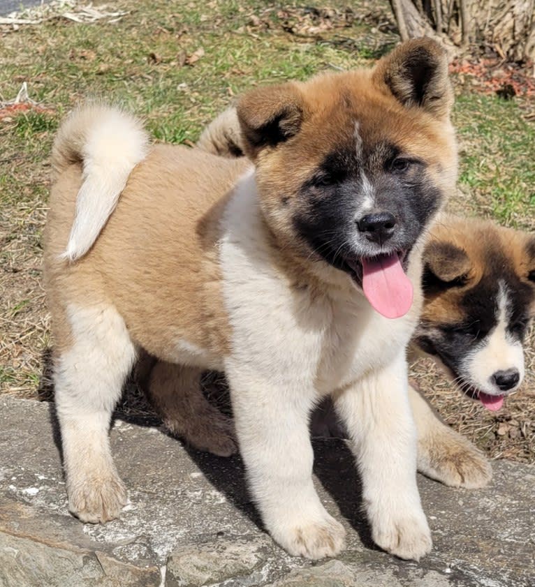 Geena, an Akita tested with EmbarkVet.com