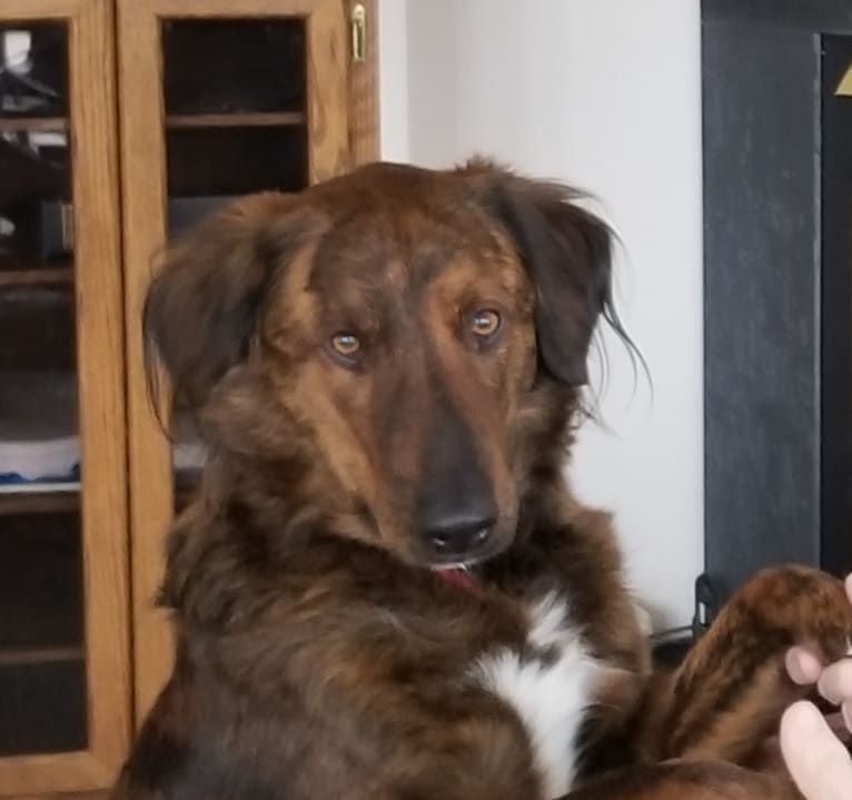 Brindle, a Collie and Golden Retriever mix tested with EmbarkVet.com