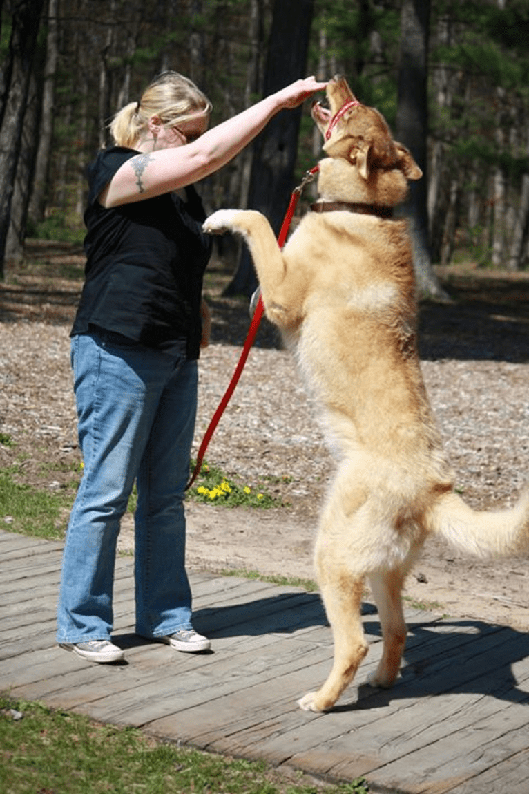 Duvel, a Gerberian Shepsky (18.8% unresolved) tested with EmbarkVet.com