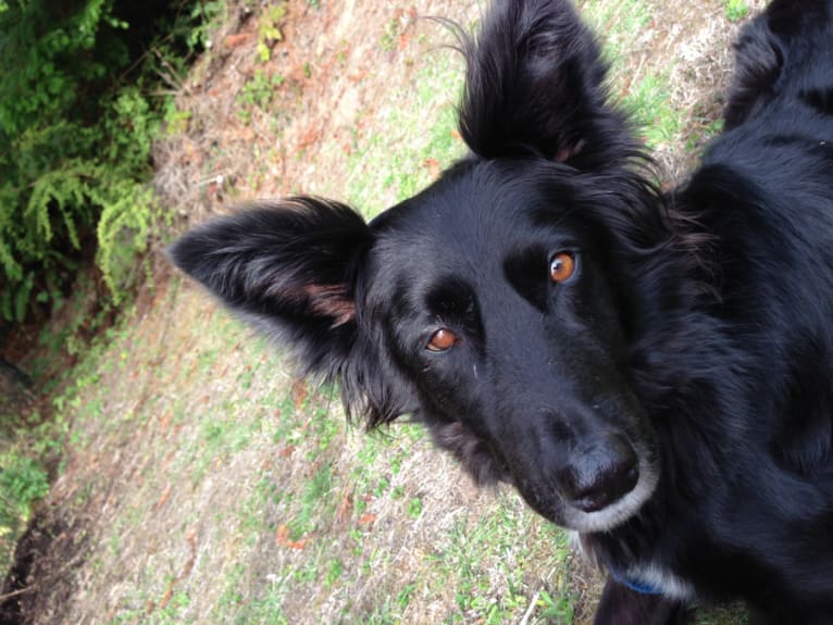 Bats, a Border Collie and Australian Cattle Dog mix tested with EmbarkVet.com