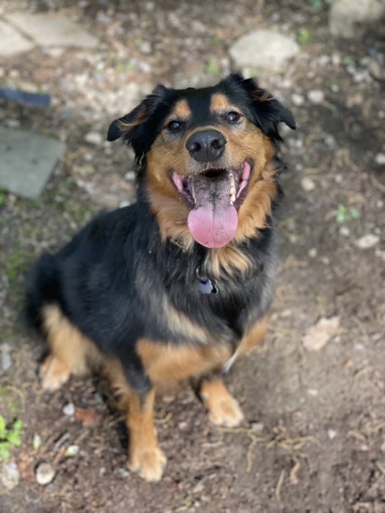 Louie, an English Shepherd tested with EmbarkVet.com