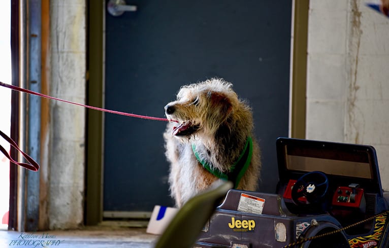 Sunny, an Airedale Terrier and Bluetick Coonhound mix tested with EmbarkVet.com