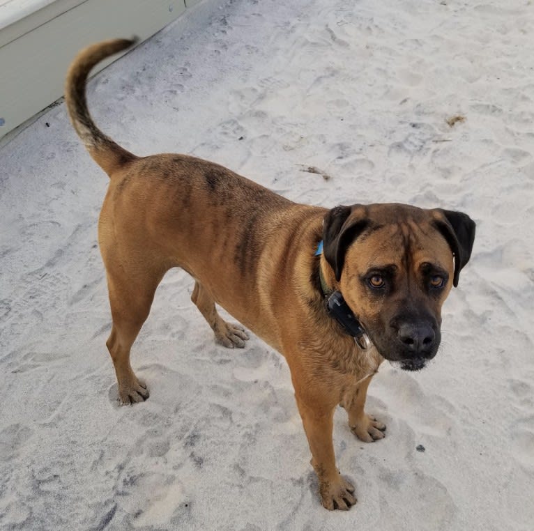 Zeus, a Boxer and American Pit Bull Terrier mix tested with EmbarkVet.com