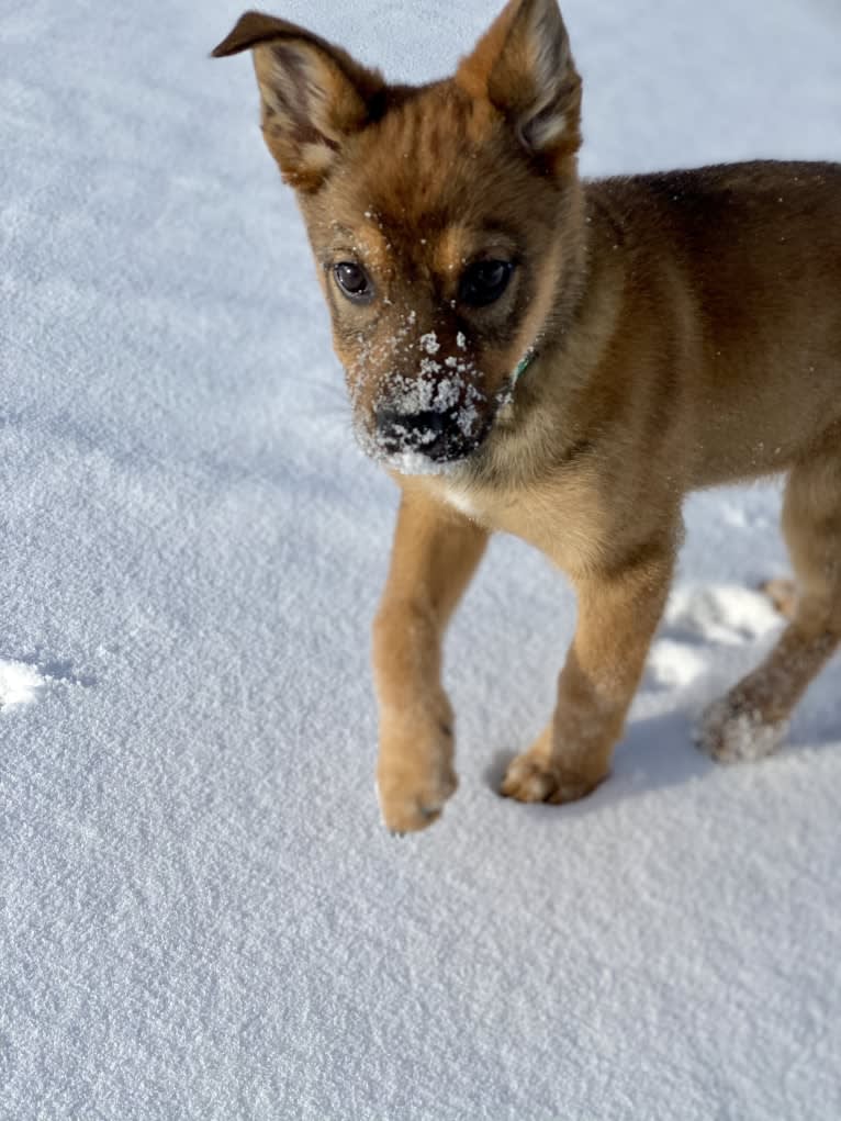 Alemã, a German Shepherd Dog and Australian Cattle Dog mix tested with EmbarkVet.com