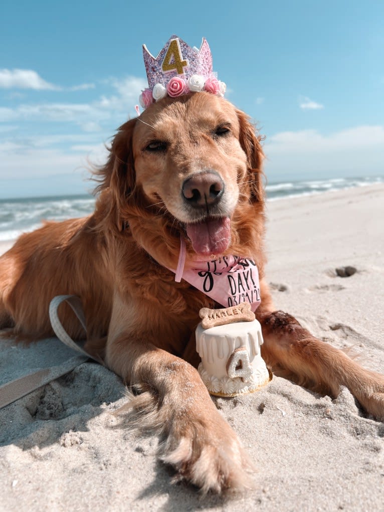 Marley, a Golden Retriever tested with EmbarkVet.com