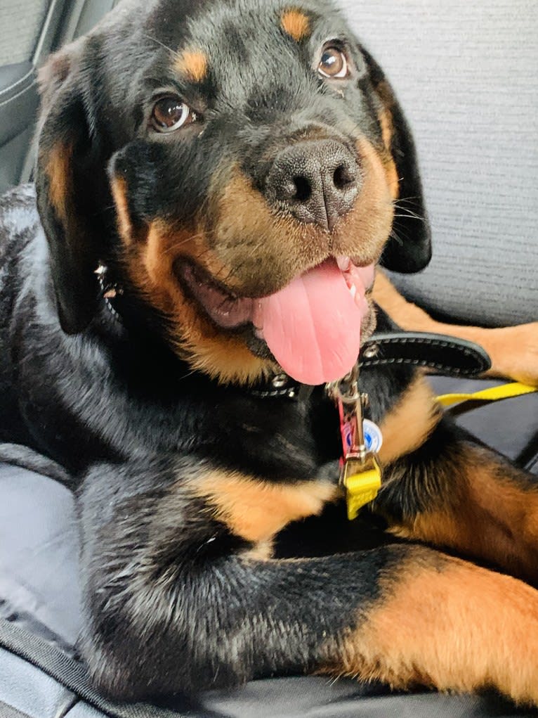 Chompy, a Rottweiler tested with EmbarkVet.com