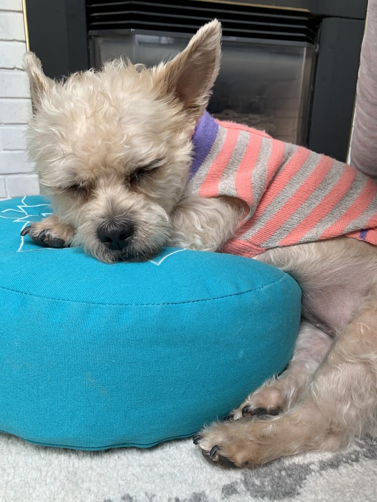 Feist, a Havanese and Cairn Terrier mix tested with EmbarkVet.com