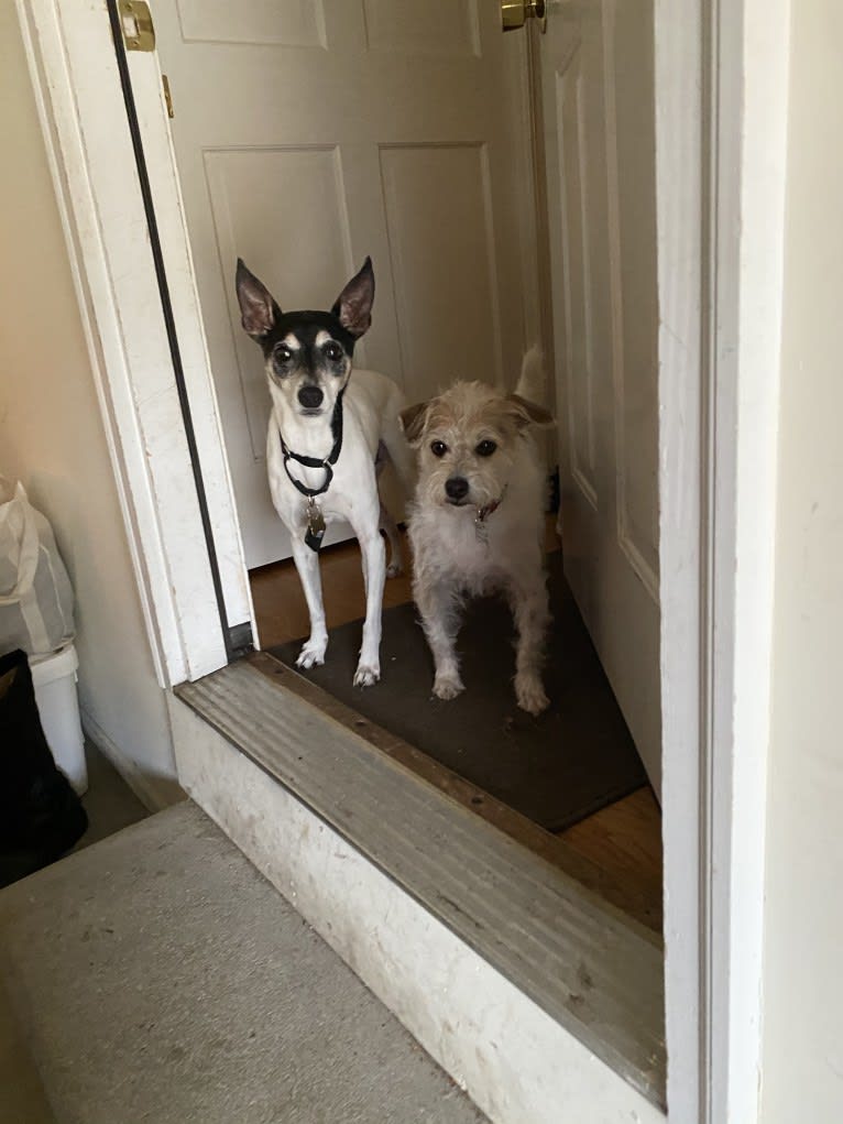 Snoopy, a Russell-type Terrier and Chihuahua mix tested with EmbarkVet.com