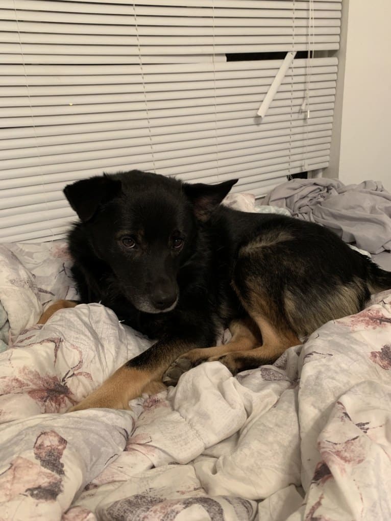 Remy, a Norwegian Elkhound and Australian Shepherd mix tested with EmbarkVet.com