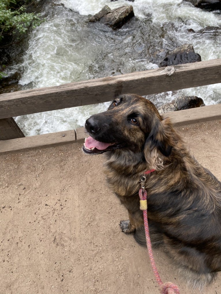 Alta, an American Village Dog tested with EmbarkVet.com