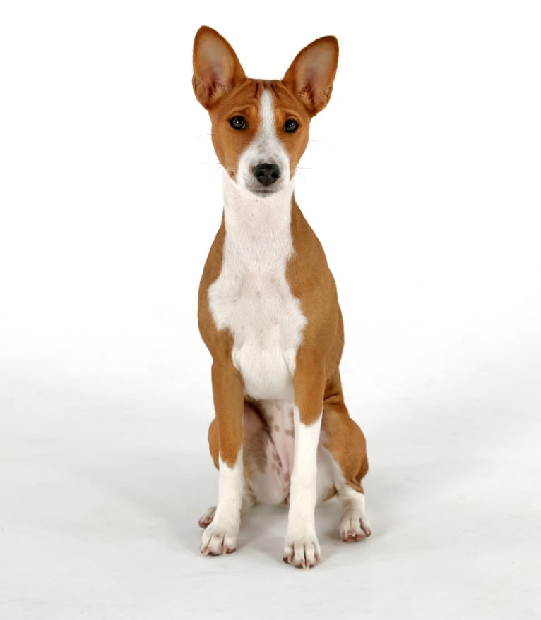 Xena, a Basenji tested with EmbarkVet.com