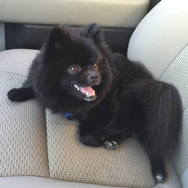 Marlin, a Pomeranian tested with EmbarkVet.com